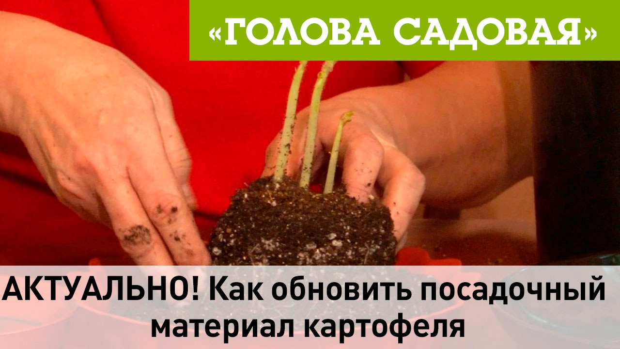 Голова садовая - АКТУАЛЬНО! Как обновить посадочный материал картофеля