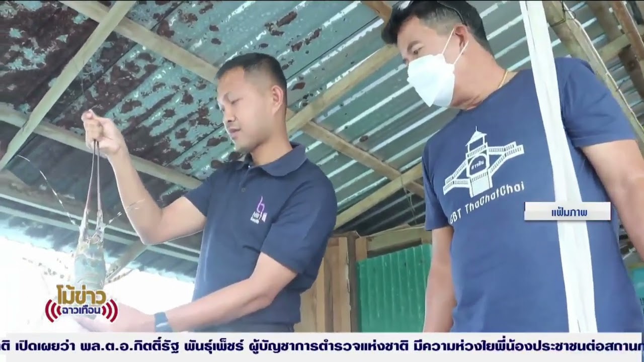 NBT South ช่อง 11 ดิจิทัล กุ้งมังกรภูเก็ตได้ GI ต่อยอดรายได้ชุมชน