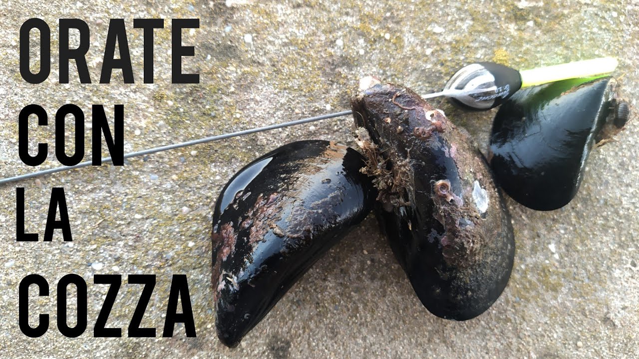 ORATE CON LA COZZA | La miglior esca?