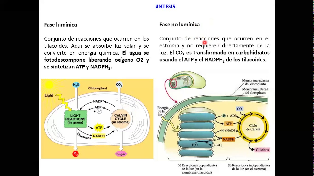 Clase Estructura y Función del Cloroplasto