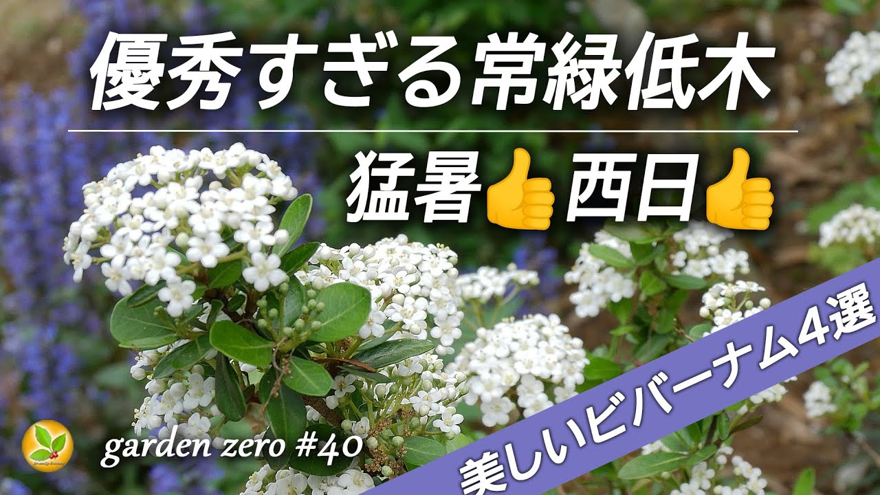 美しい常緑低木【ビバーナム】４種：猛暑も西日も全然平気