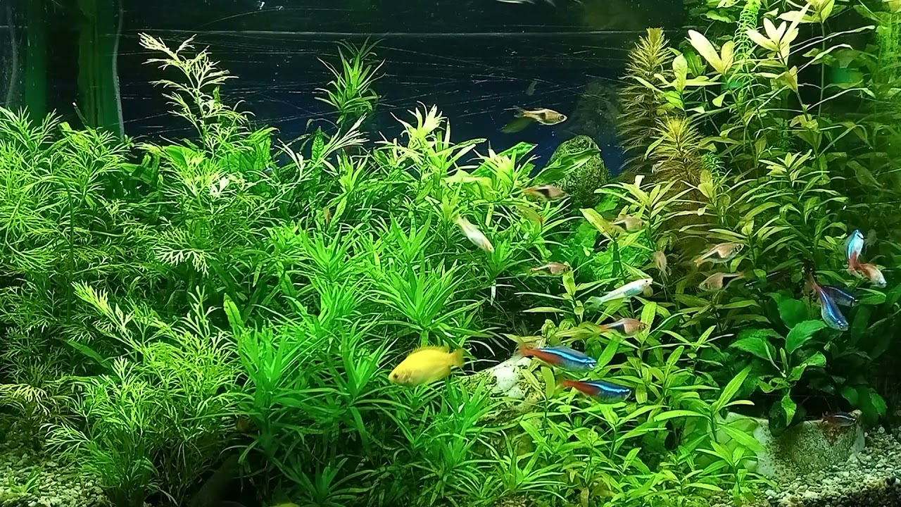 60cm水槽　魚の混泳　水草レイアウト　No32
