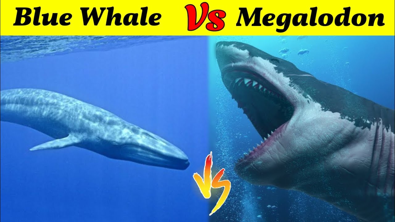 Megalodon Vs Blue Whale | क्या समुद्र का सबसे बड़ा shark मार पायेगा इस खूंखार Whale को?
