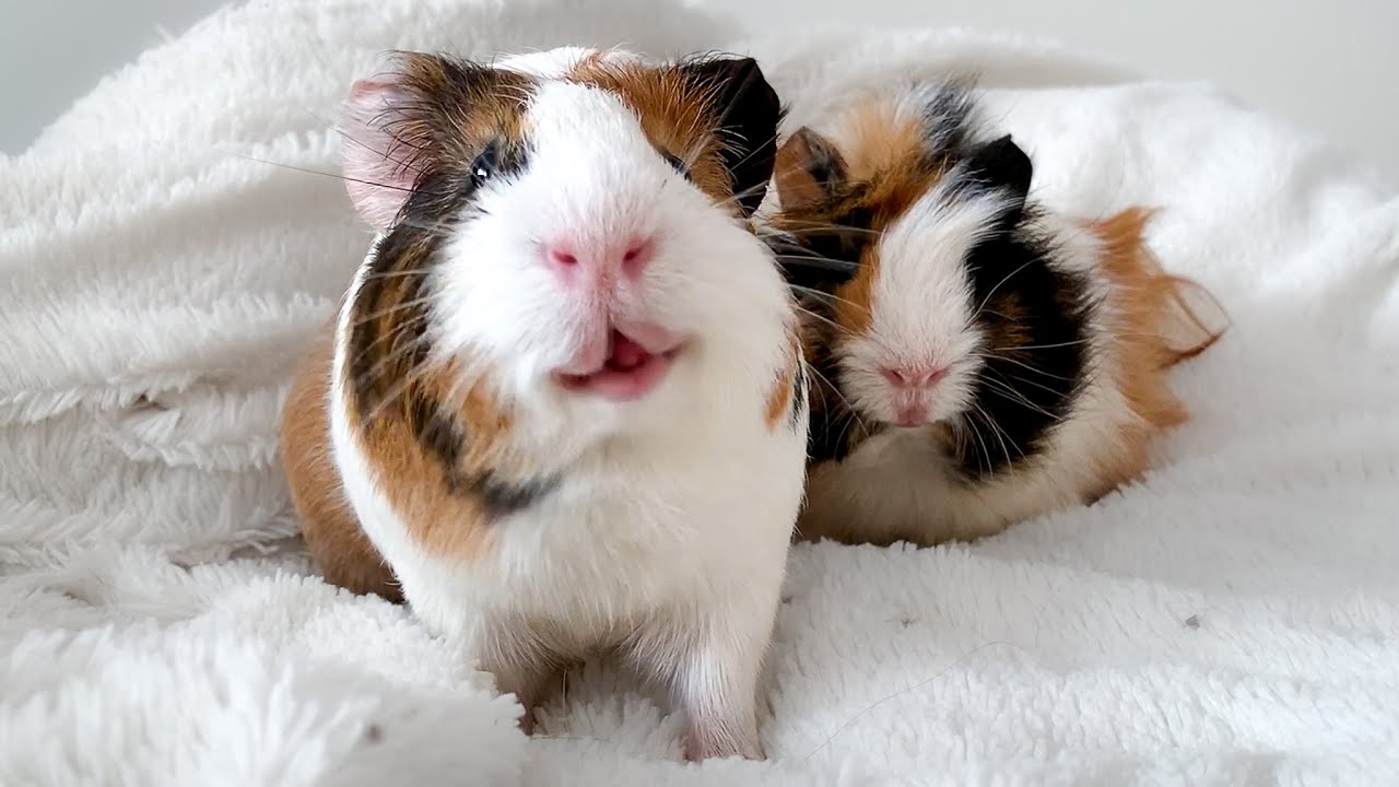 I'm shocked by some of my Guinea Pigs' habits