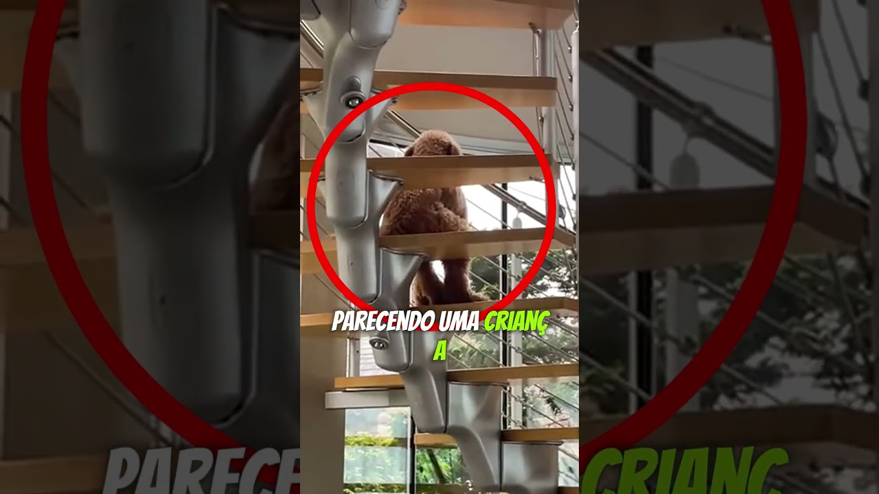 E Esse cachorro que parecia um humano sentado 😮#shortsfeed