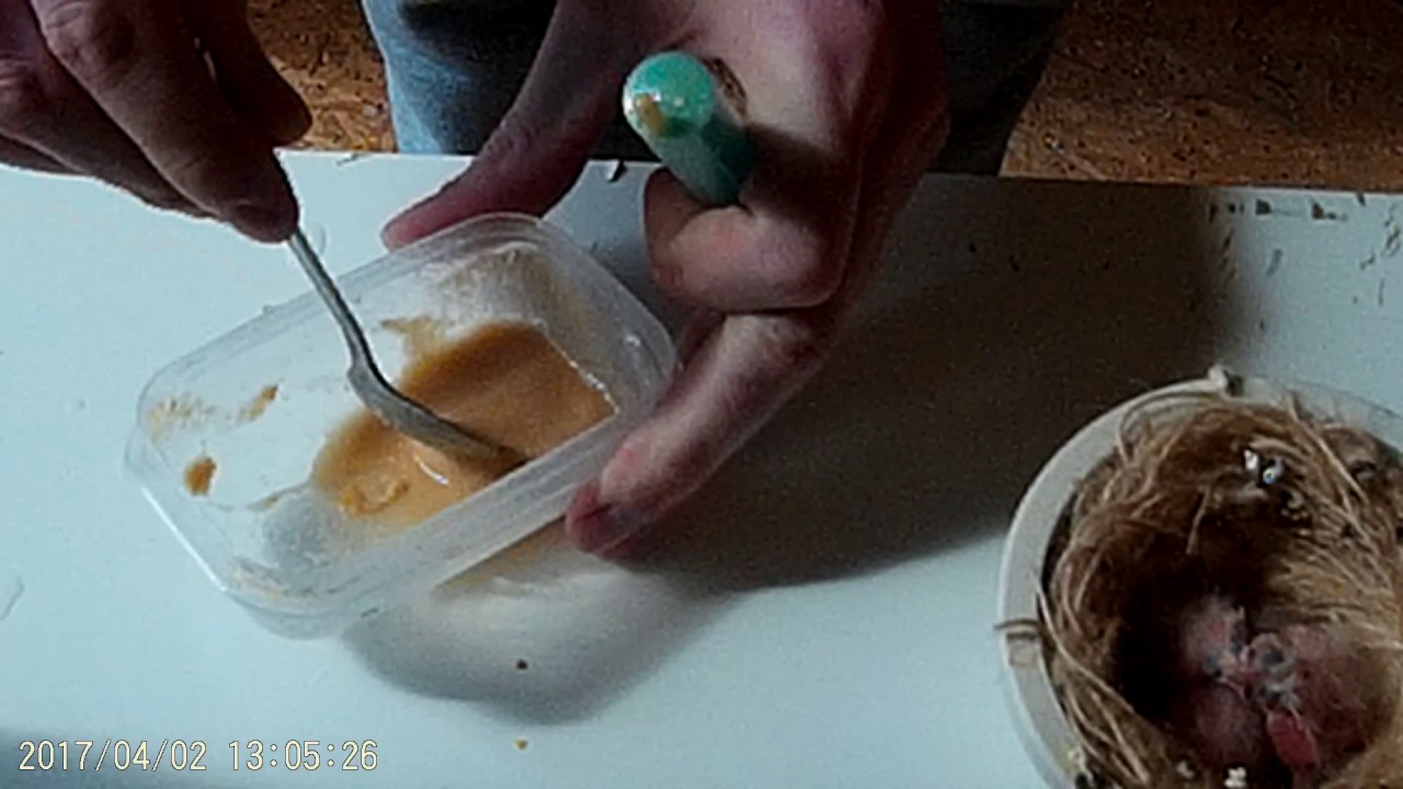 Hand Feeding Baby Canaries Part 1