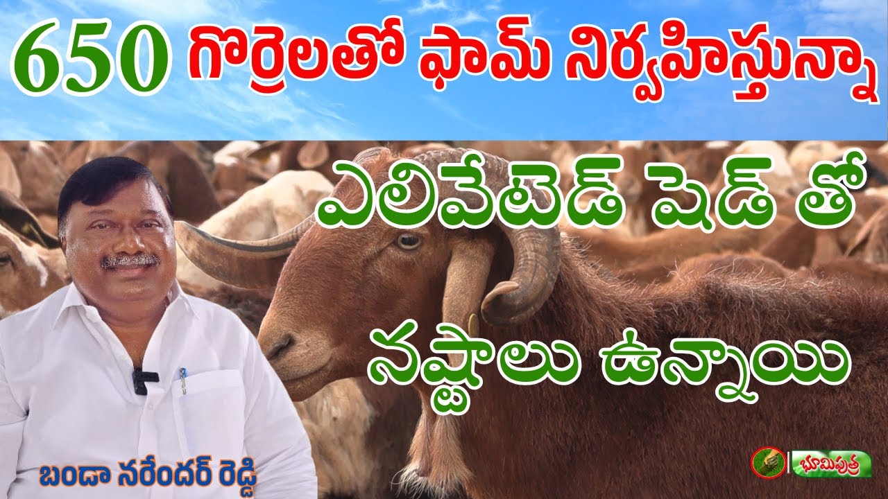 650 గొర్రెల ఫామ్  | sheep farming | bhumiputhra telugu