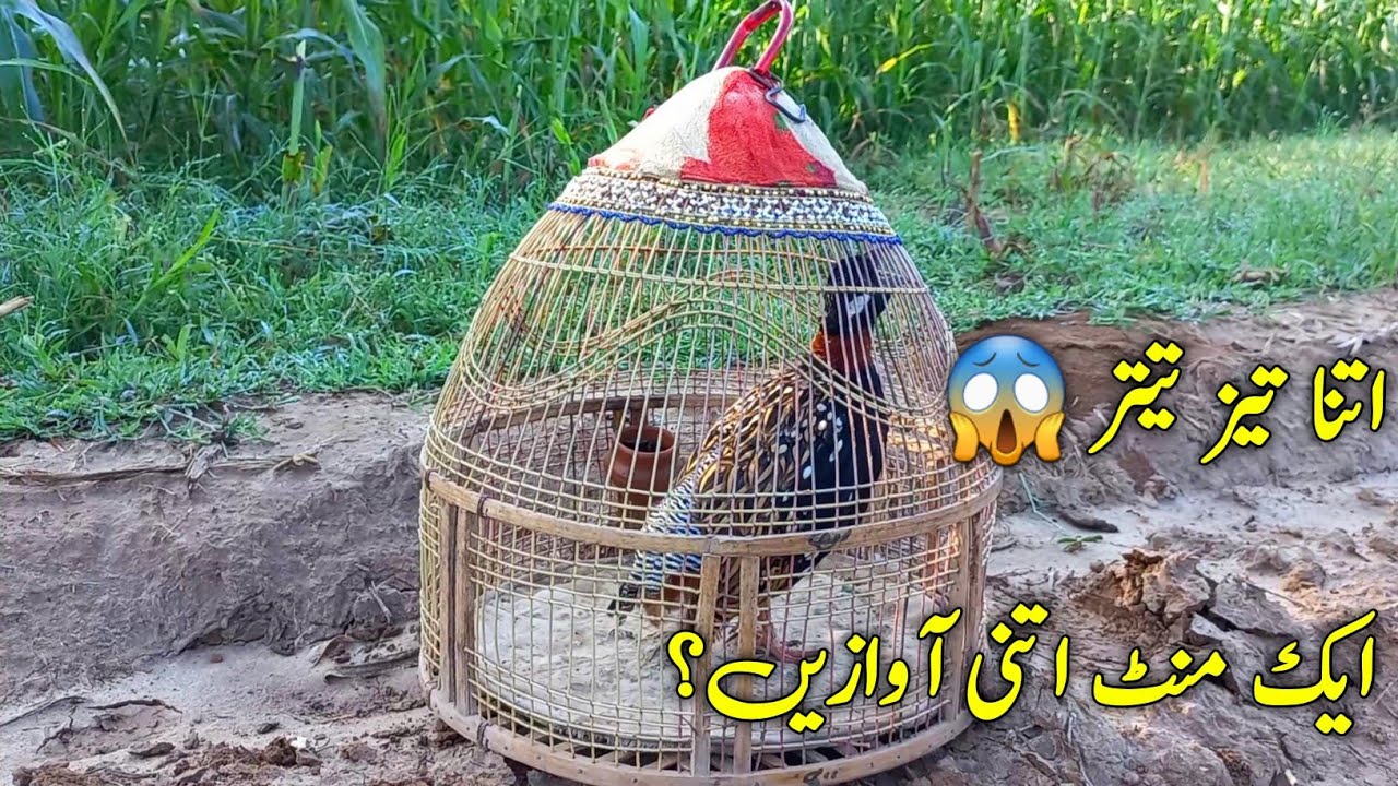 Black Francolin Voices Part 02 | Sindhi Kala Teetar Awaz سیاہ تیتر کی آوازیں