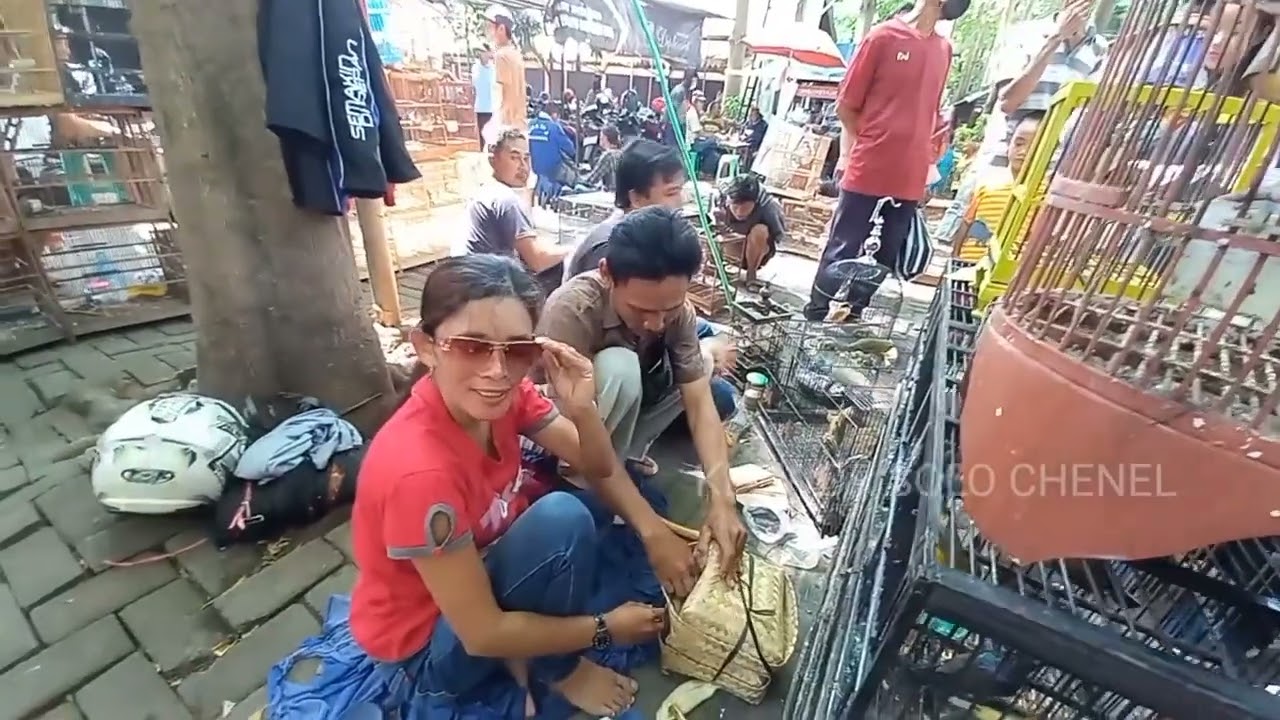 Ya ampun bikin semua orang heran burung sebagus ini harga burung murah pasar burung jawa