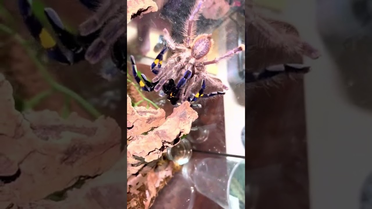 Poecilotheria Metallica Breeding/Pairing