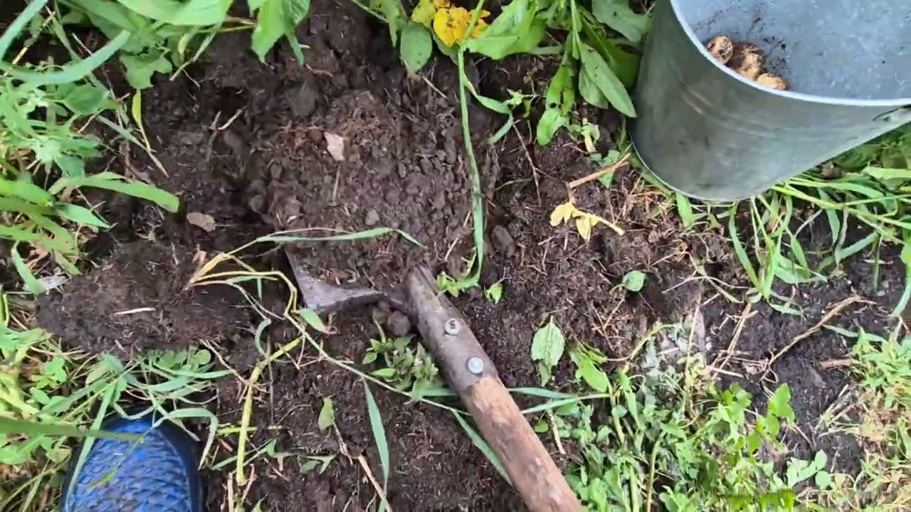 копнули свеженькую картошечку/ пролил дождь еще/ а мы продолжаем убирать