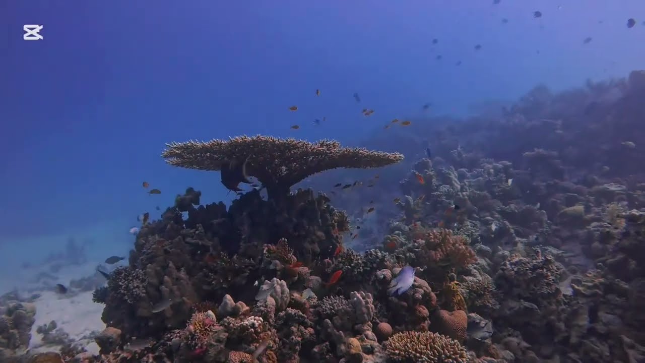 Scuba diving Egypt red sea Hurghada El Fanadir drift dive