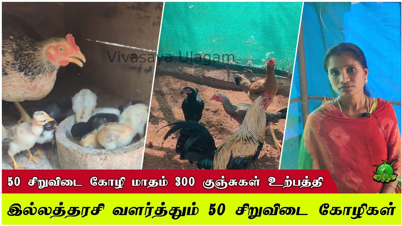 இல்லத்தரசி வளர்த்தும் ஐம்பது சிறுவிடை கோழிகள் மாதம் 300 குஞ்சுகள் உற்பத்தி ??