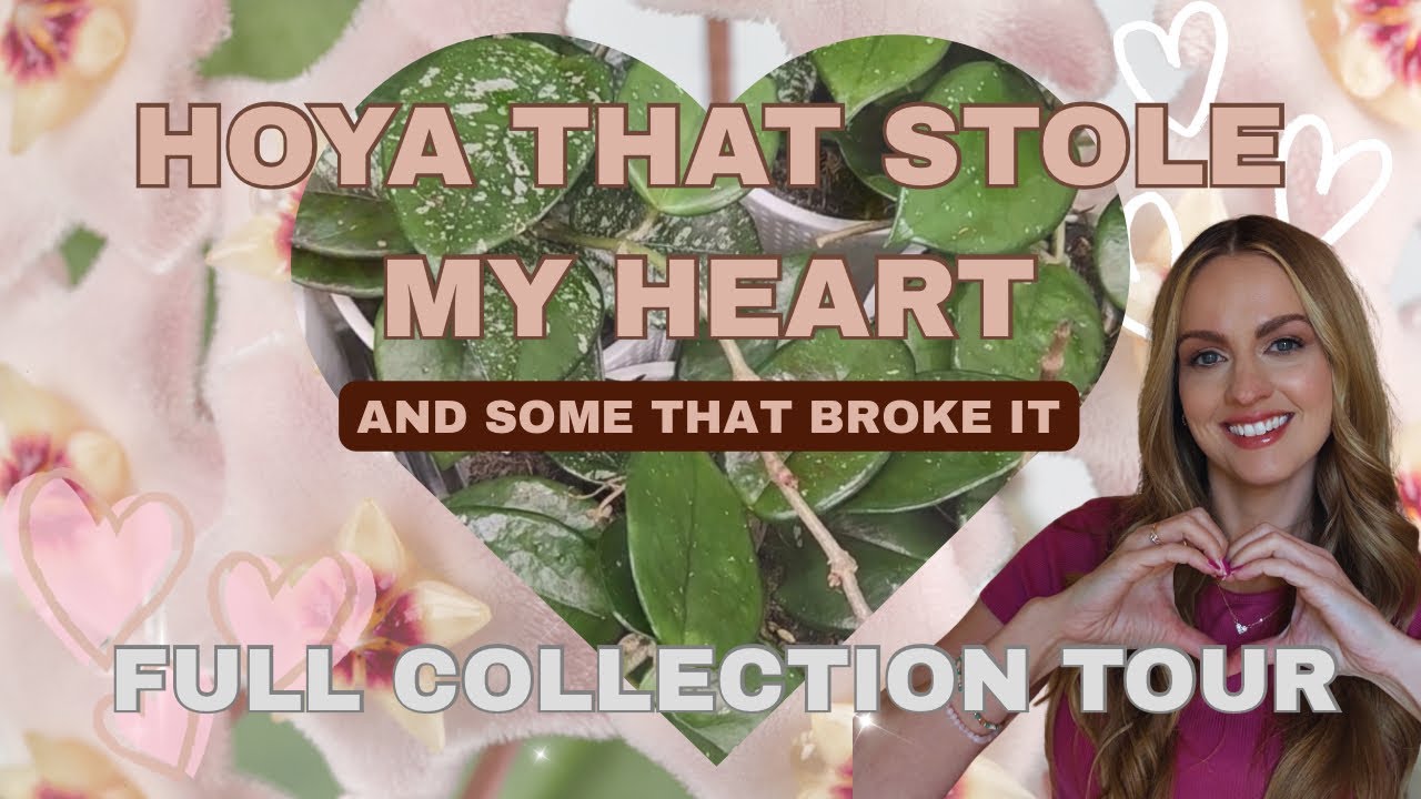 Hoya Love 🥰 & Heartbreak 💔 | My Entire Collection Tour