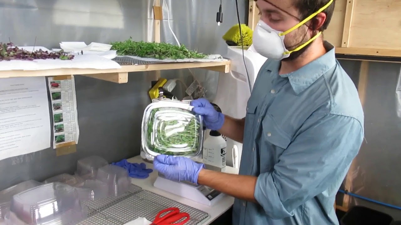 Complete guide to microgreens harvesting/packaging