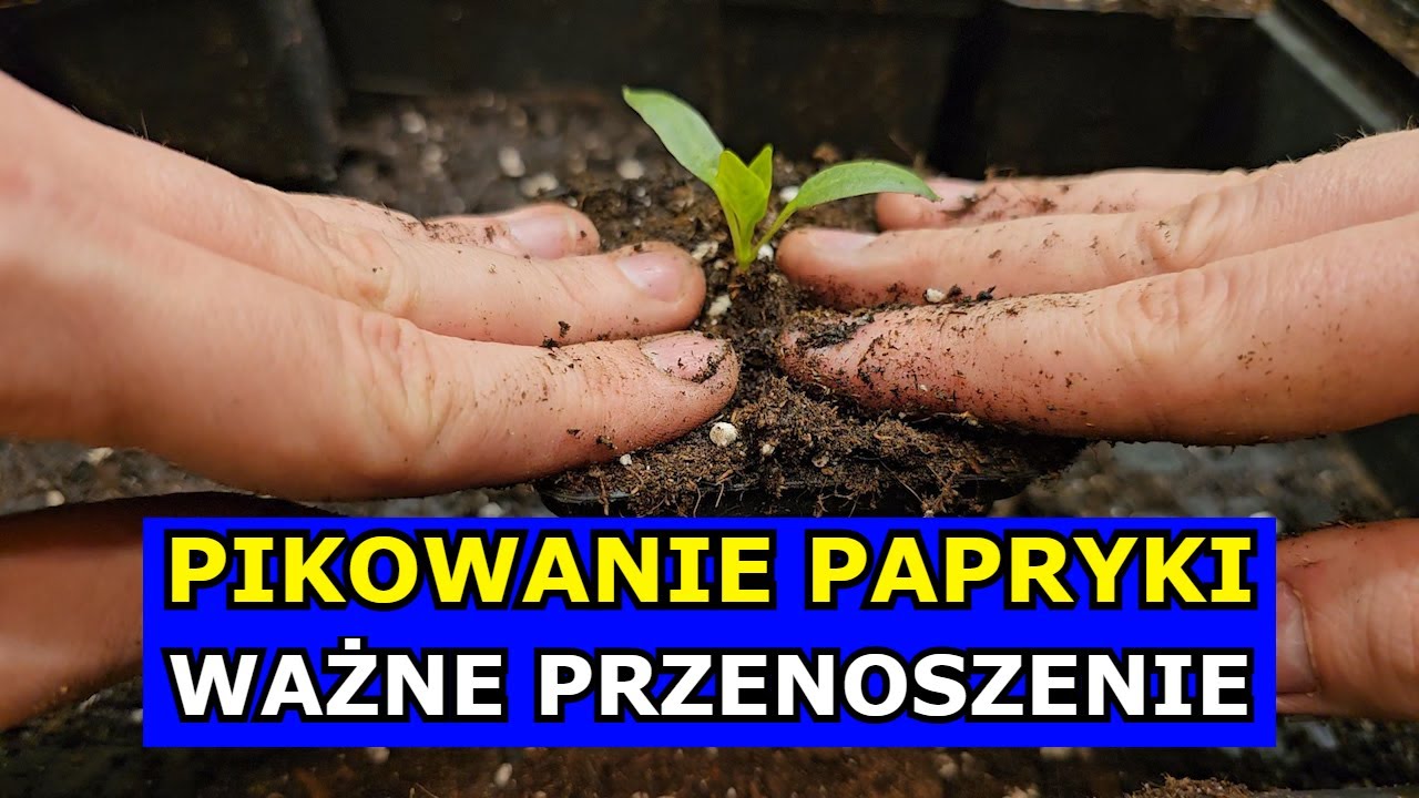 Pikowanie Papryki Krok po Kroku. Jak Pikować Paprykę. Przenoszenie Papryki. Uprawa Papryki z Rozsady