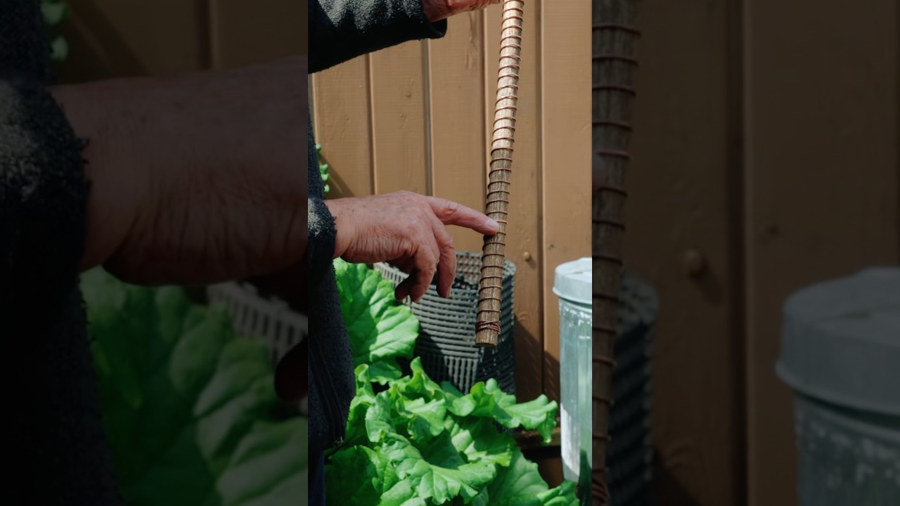 Man Reveals How This Copper Antenna Can Energize Your Garden (DIY Electroculture Tutorial) ⁣#shorts