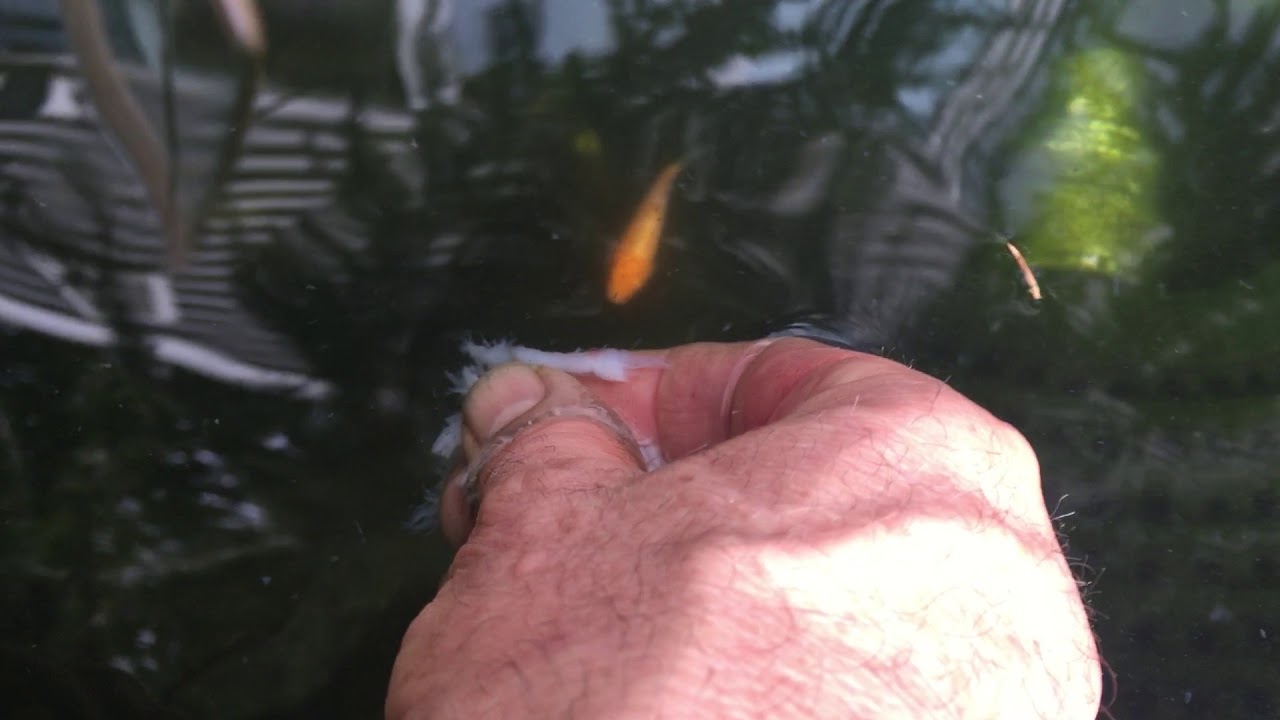 Training Koi Fry