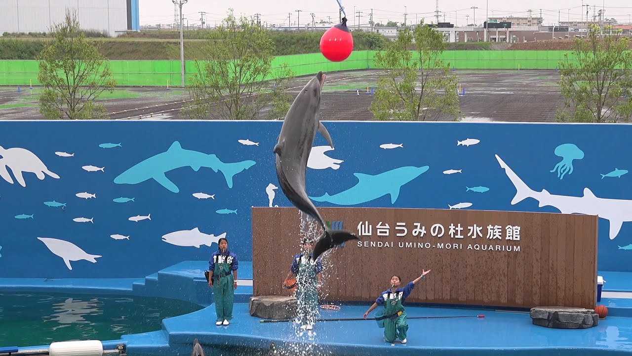 【4K】仙台うみの杜水族館 イルカ・アシカパフォーマンス 2015/7/1オープン初日