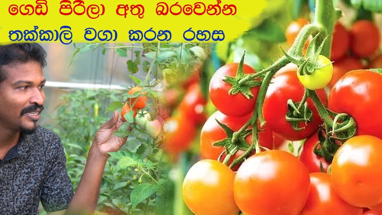 වඩා සාර්ථක පස් මිශ්‍රණයක තක්කාලි වගාව අති සාර්ථකව කරමු tomato farming