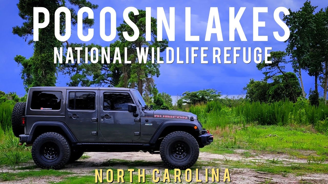 Exploring North Carolina's Pocosin Lakes National Wildlife Refuge