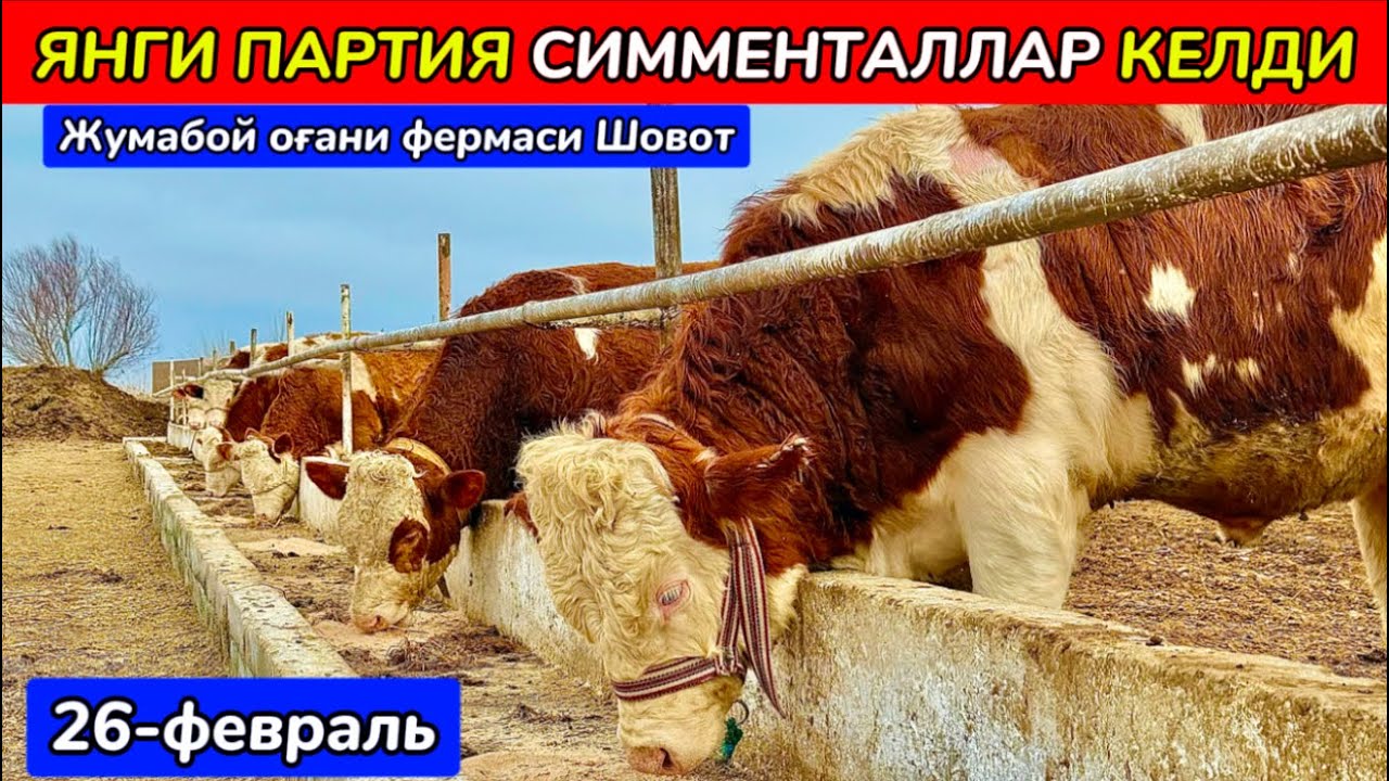 ЯНГИ ПАРТИЯ СИММЕНТАЛЛАР КЕЛДИ Жумабой оғани фермами Шовот 26-февраля 2025 г.
