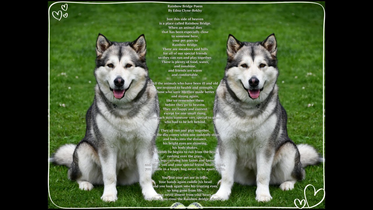 In Memoriam of Natiq  2014 -2025 (Pet Loss Song)
