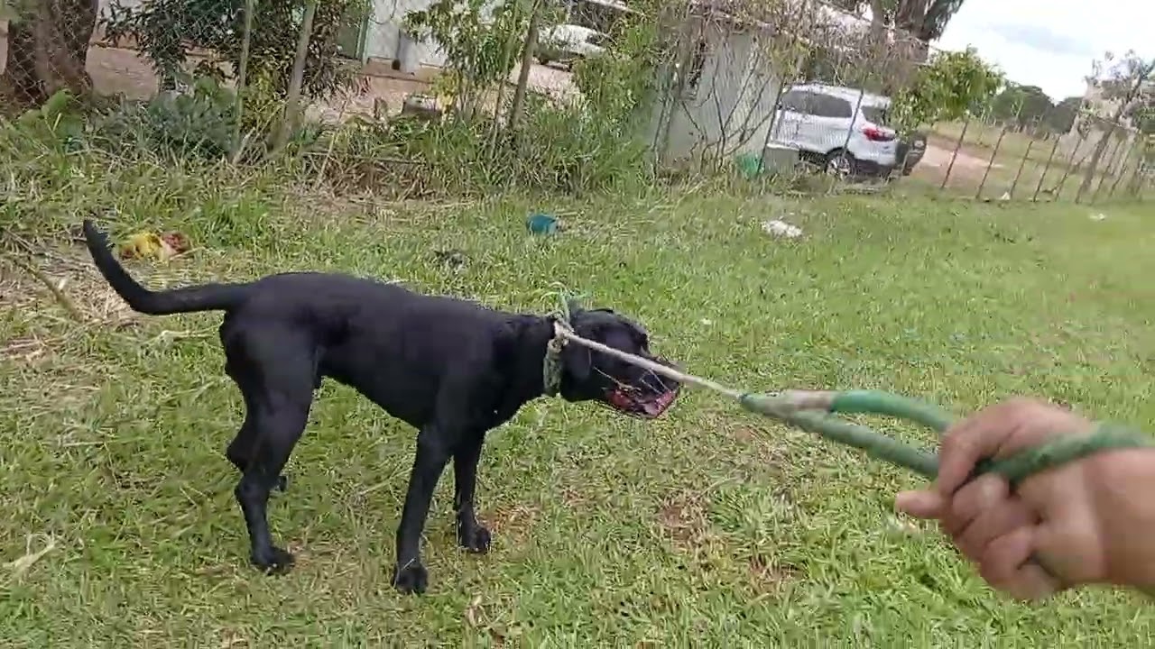 LABRADOR COM DOG ALEMÃO/ TEMOS QUE MUDAR O ESTATUTO DA CRIANÇA E ADOLECENTE 