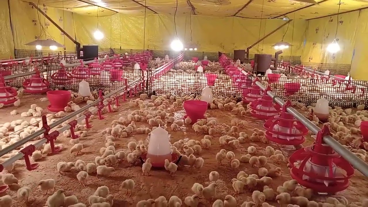 New Bhiravnath Poultry Farm #chickenshop #ytshorts #chicken #poultryfarm #farmer #agriculture