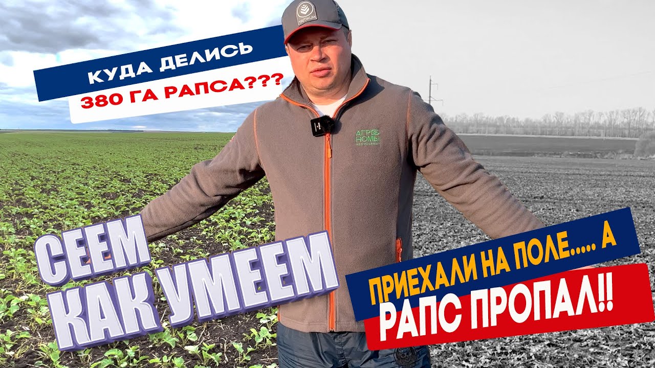 Приехали на поле, а озимый рапс пропал!!! Куда делся рапс?