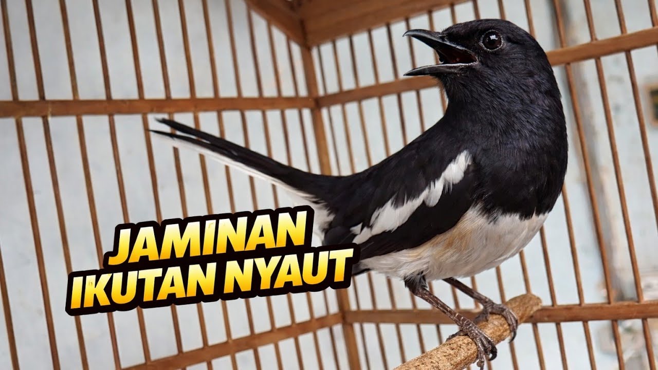 Pancingan Kacer pagi hari cocok untuk Kacer macet dan Kacer bisu