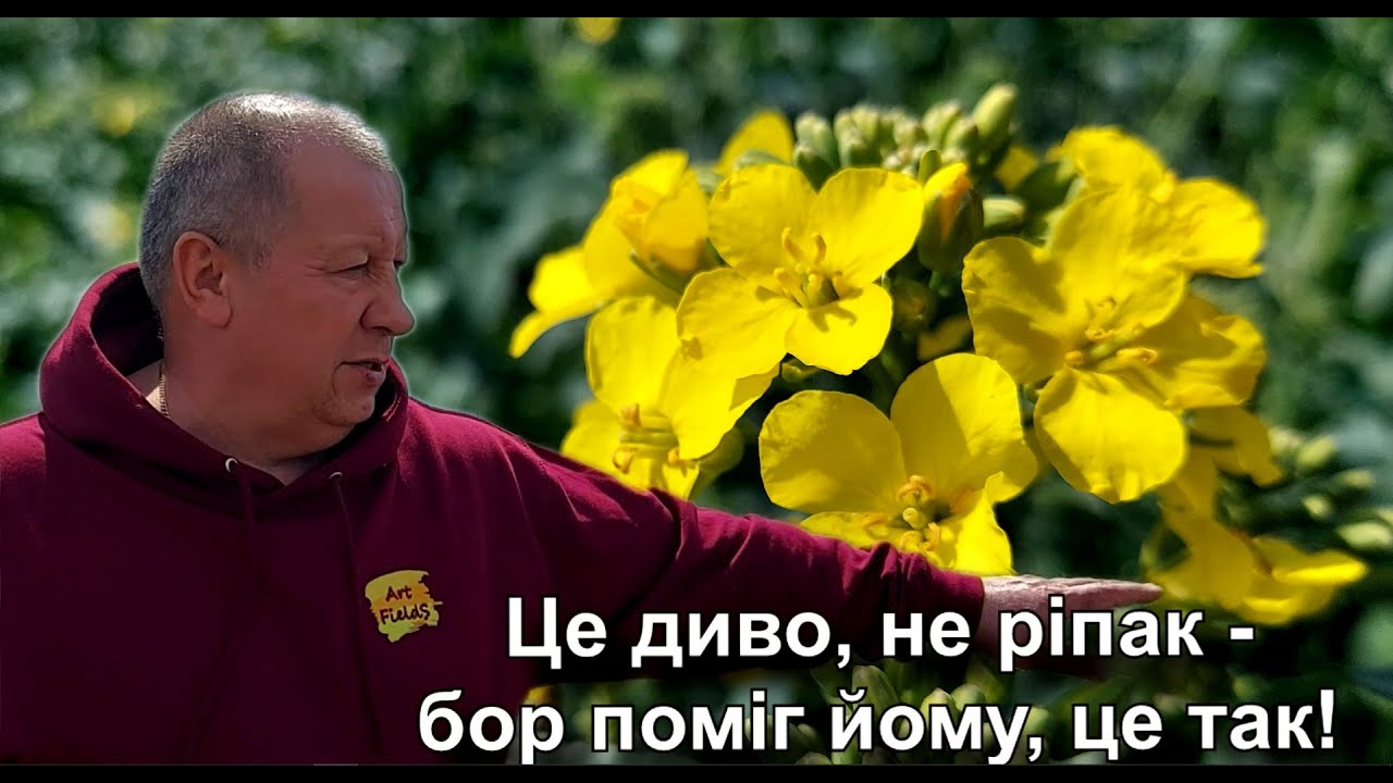 Це диво, не ріпак - бор поміг йому, це так!