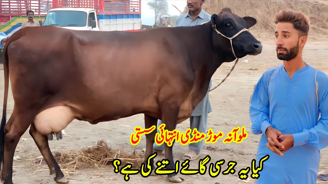 Malumore Mandi Today Cows Rates Update | Cow Mandi Punjab | Pk Janwar Mandi 🐄
