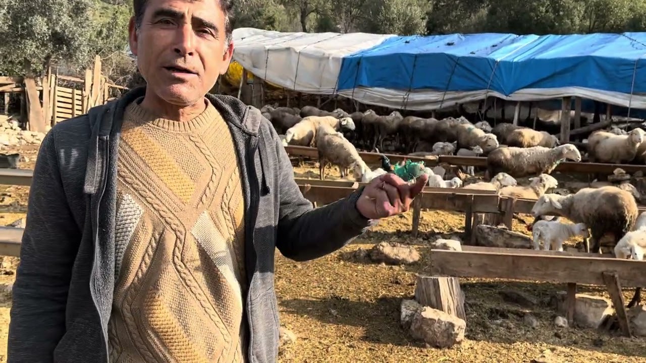 Toros dağlarında yaşayan son kültür eçileri