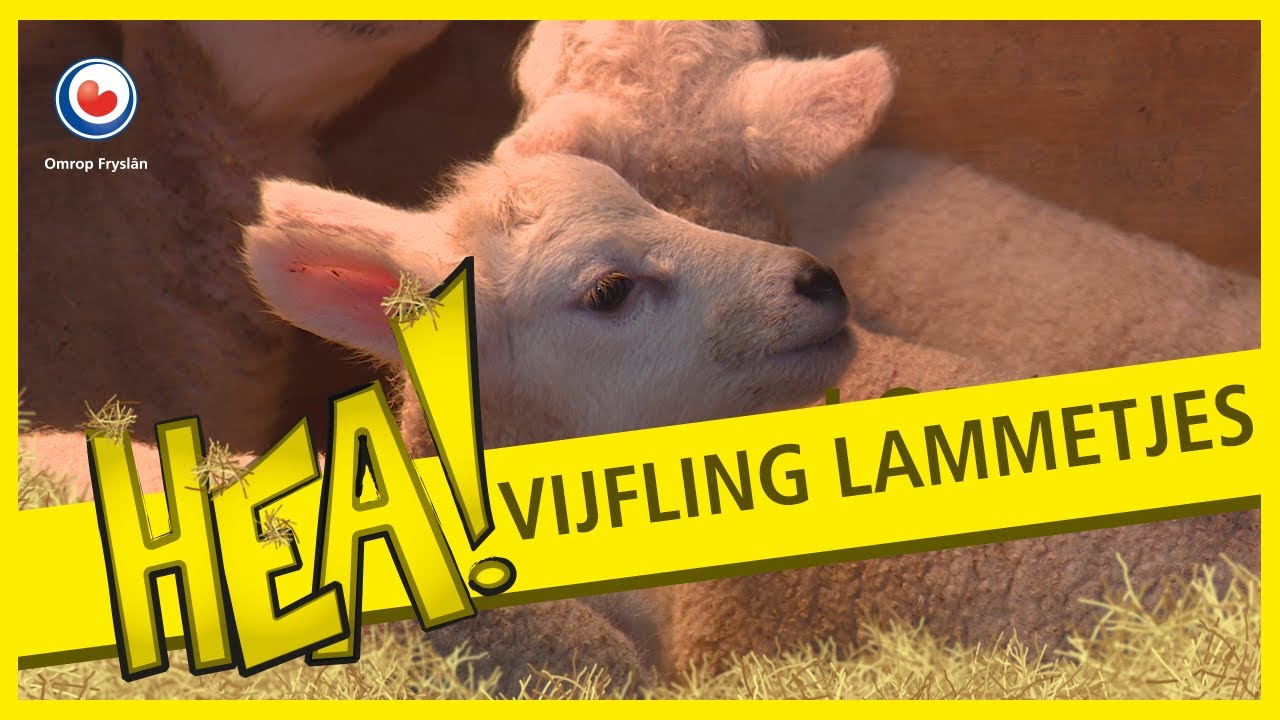 HEA! Vijfling lammetjes