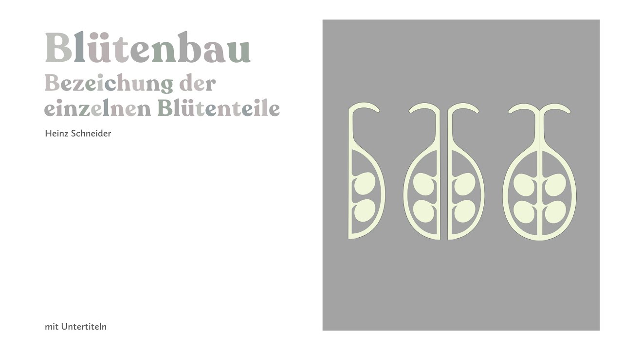 Blütenbau (1/2): Bezeichnung der einzelnen Blütenteile