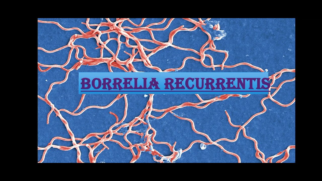 Borrelia recurrentis