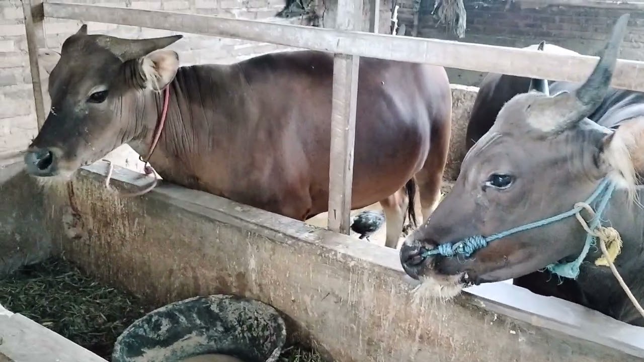 Cara cepat menggemukkan sapi 