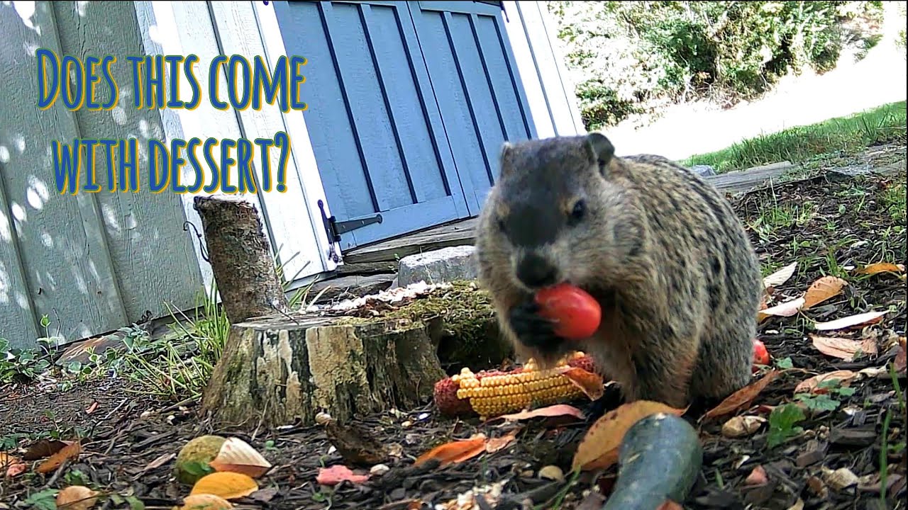 Barty the Groundhog and Sam Squirrel Veggie Fest!