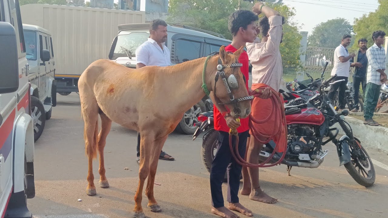 திருச்சியில் குண்டூரில் குதிரை பந்தயம் 