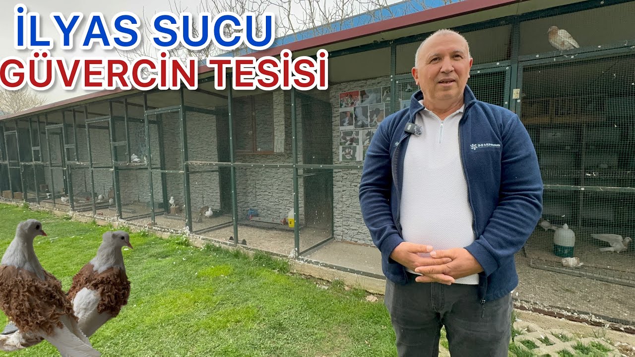 GÜVERCİNE SEVDALI VE MUHTEŞEM GÜVERCİNLERE SAHİP  MÜDÜRÜMÜZ İLYAS SUCU