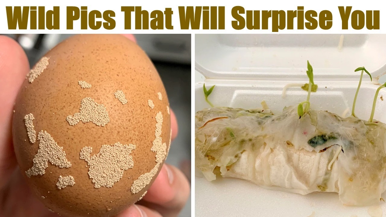Weird and Wild Pictures That Will Surprise You