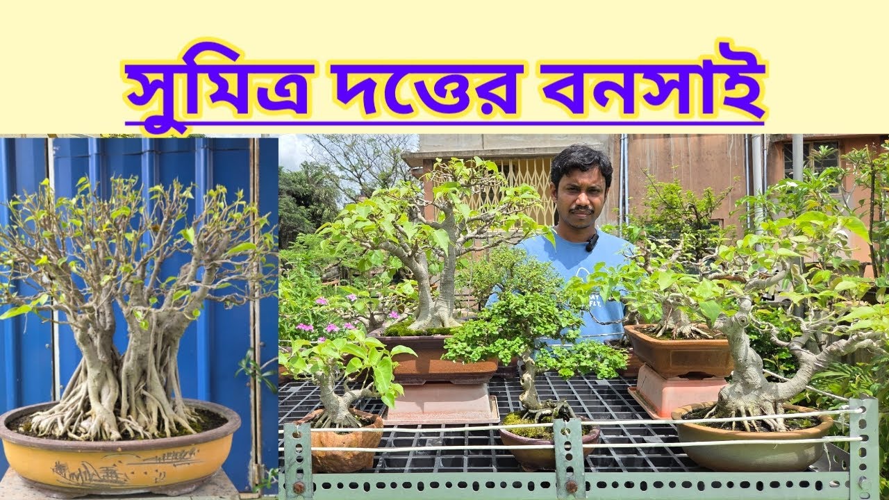 সুমিত্র দত্তের বনসাই || Bonsai Of Sumitra Dutta ||