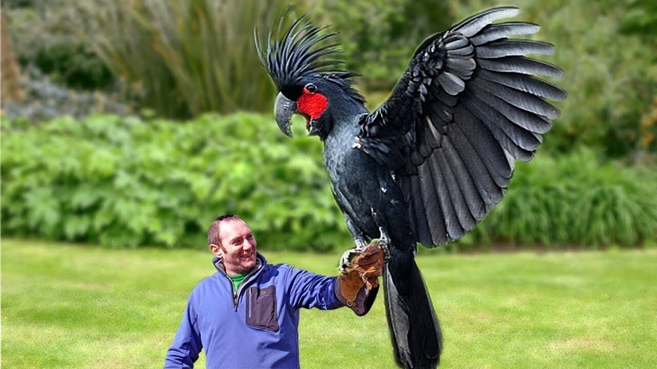 Giant Parrots You Won&rsquo;t Believe Exist!