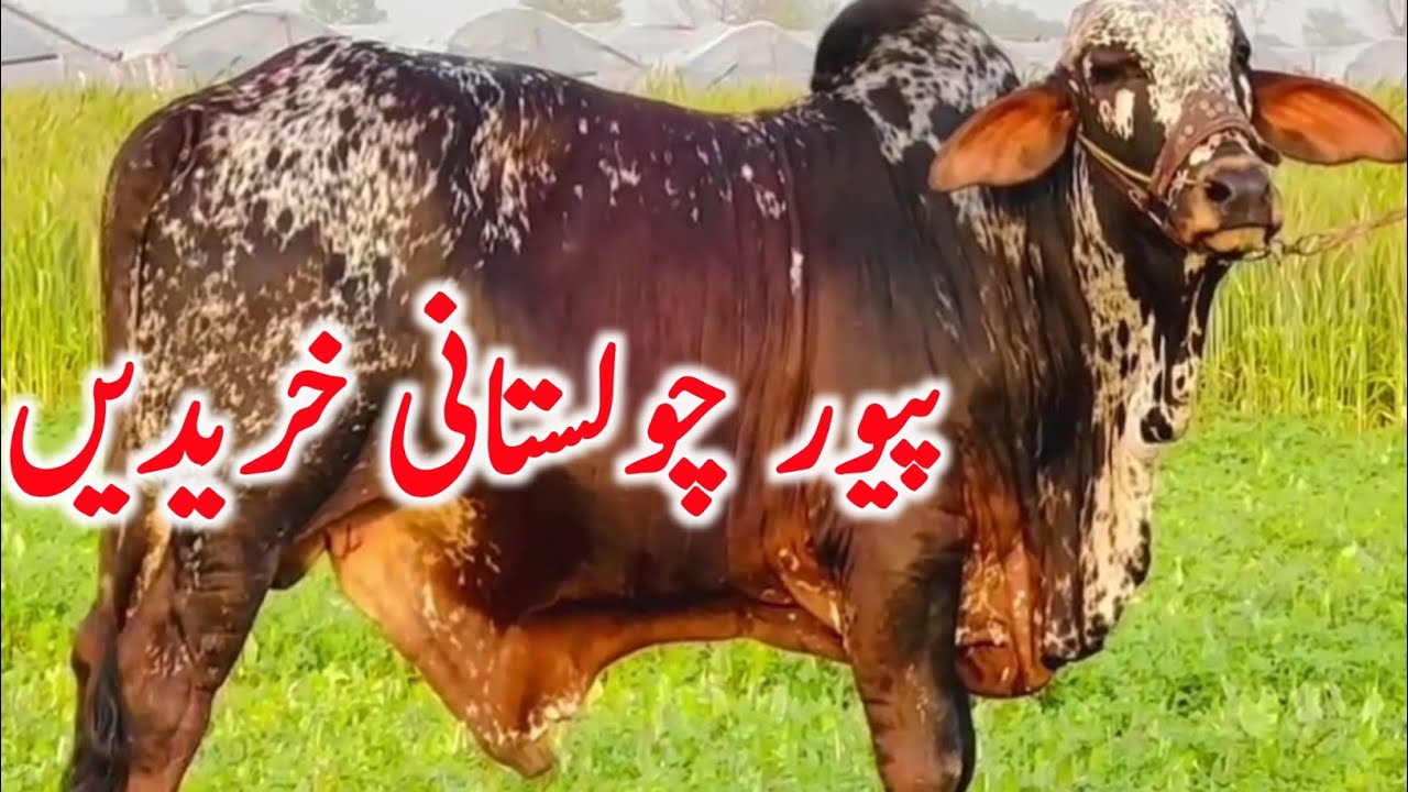 Supreme Quality Pure Cholistani Bachre Near Luddan Mandi Qurbani 2026 || Global Village Farming 