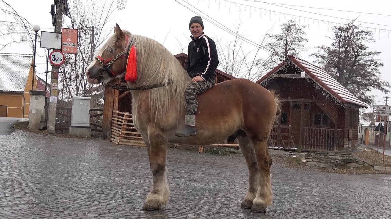 Nelutu calare pe Grizzly Gura Raului, Sibiu 2020 Nou!