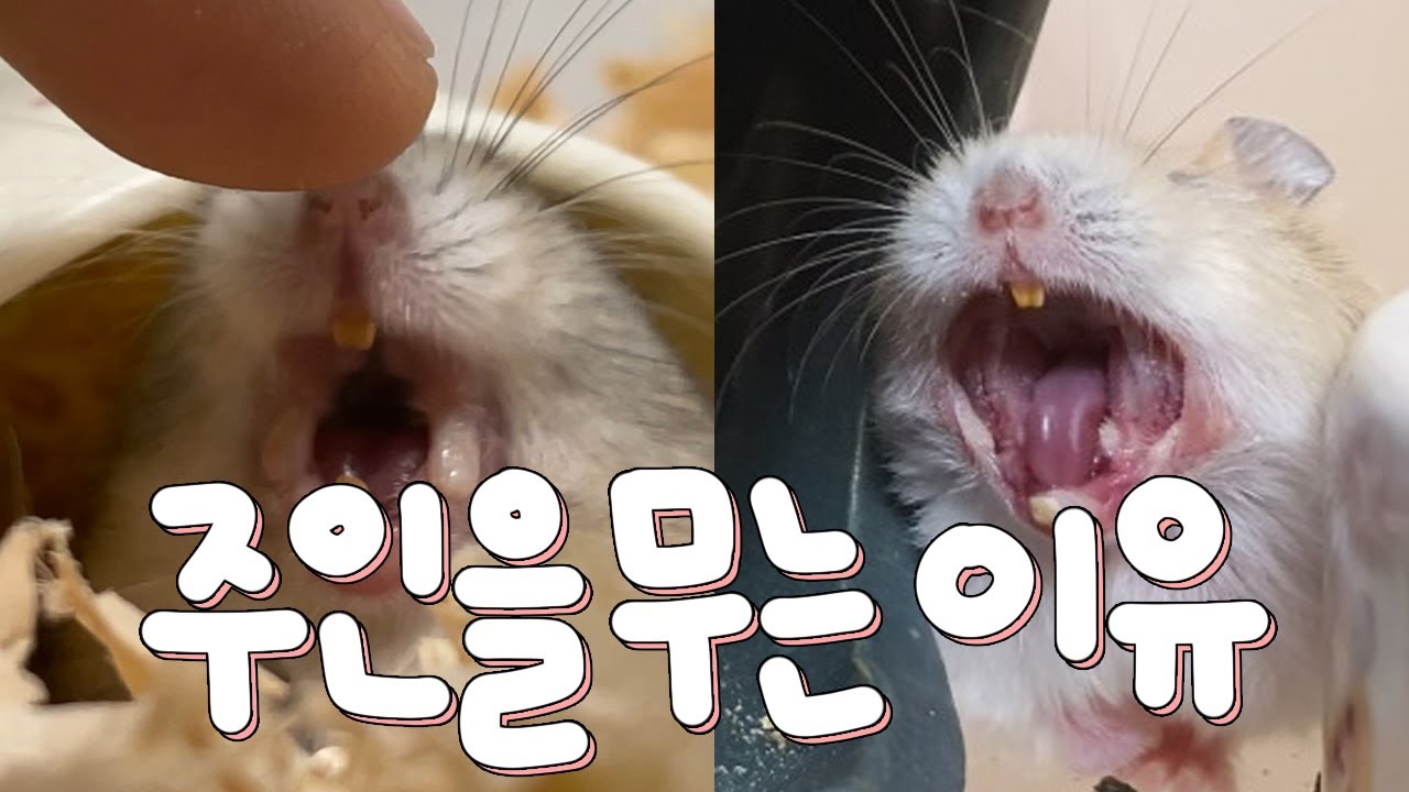 햄스터가 주인을 무는 이유 TOP6 !!!