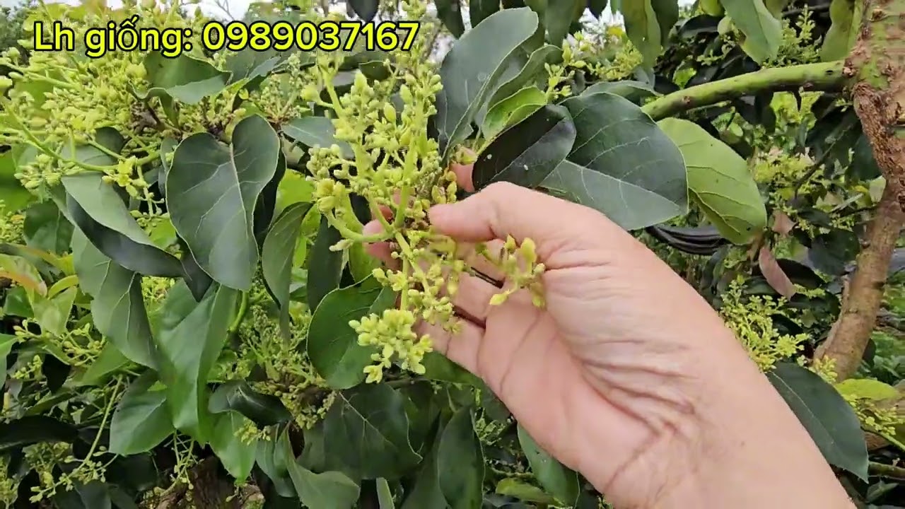 Kinh nghiệm giúp Bơ ra bông đậu quả không phải ai cũng biết!