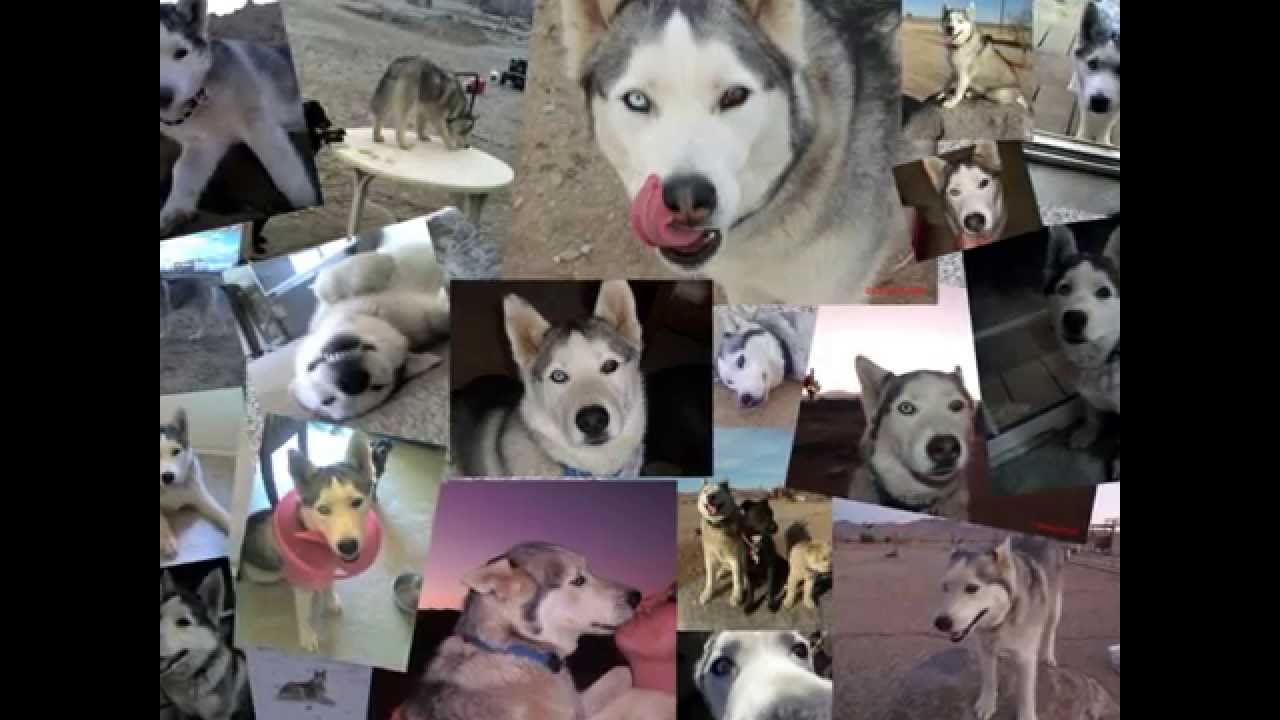 Hope for Harley