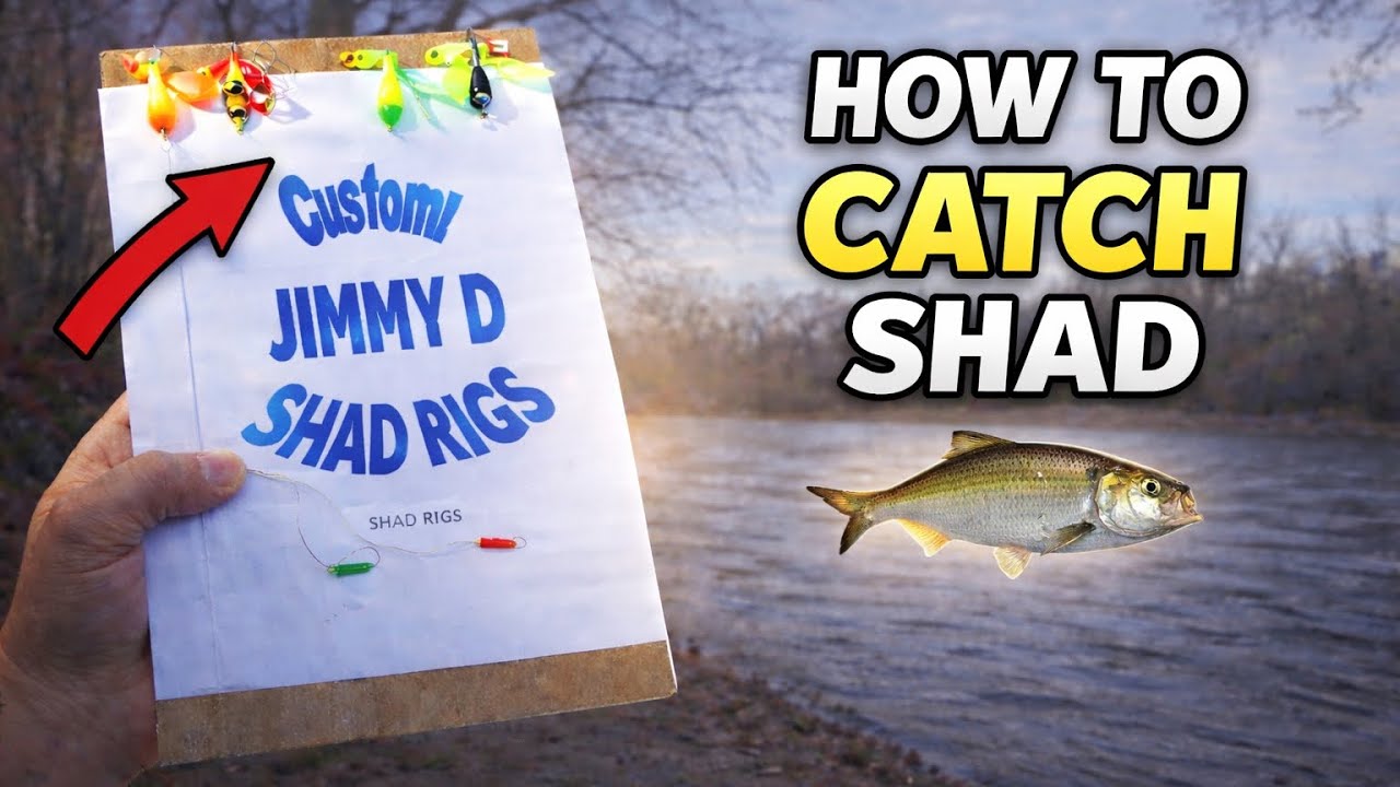 How To Catch Shad at The River!